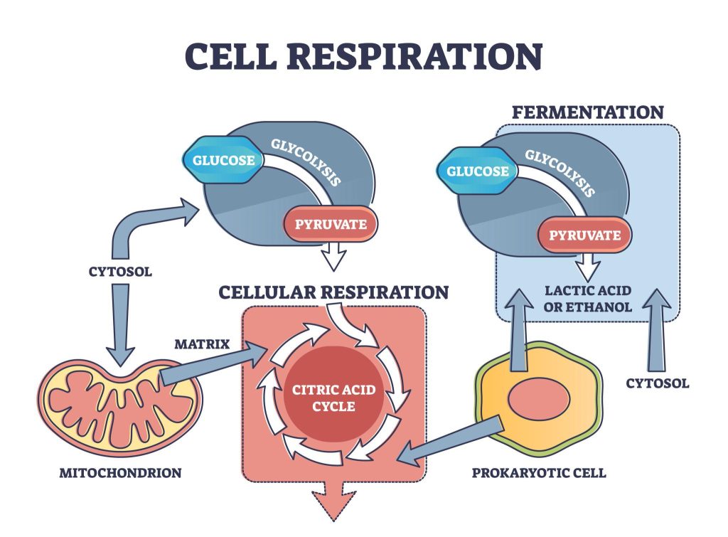 cell respiration process