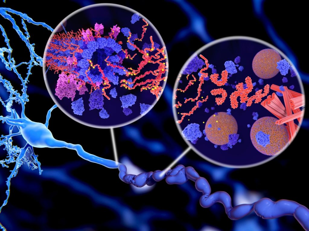 nad+ cellular repair and reducing inflammation response